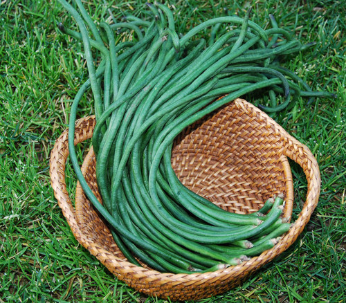 Yard Long Bean, 3 Feet Plus Seeds