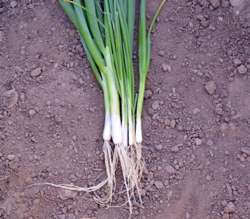 Bunching Onion, Ishikura Seeds Bunching Onion, Ishikura Seeds
