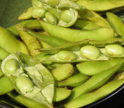 Edamame, Midori Giant Seeds Edamame, Midori Giant Seeds