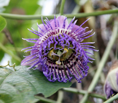 Passiflora seemanii - Seeman's Passion Flower Seeds Passiflora seemanii - Seeman's Passion Flower Seeds