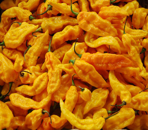 Bhut Jolokia Pepper, Yellow Seeds