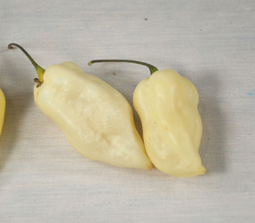 Bhut Jolokia Pepper, White Seeds