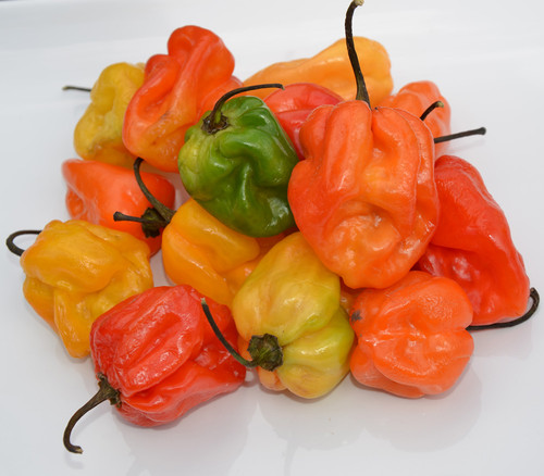 Habanero, Caribbean Mix Seeds