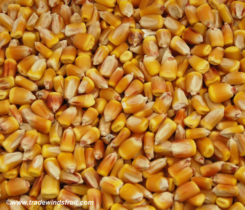 Reid's Yellow Dent Corn Seeds
