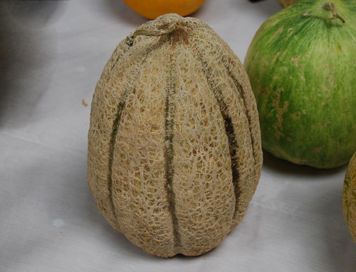 Healy's Pride Melon