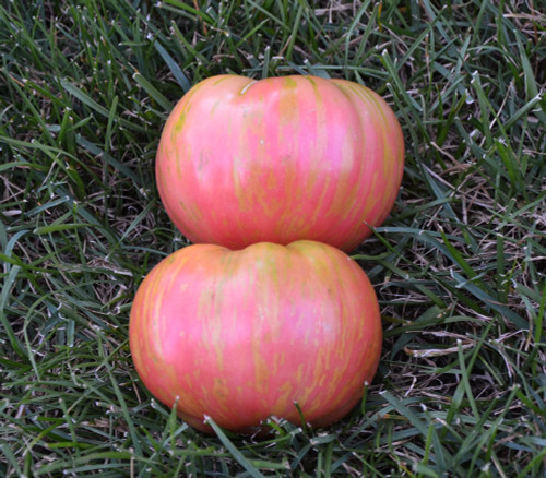 Berkeley Tie Dye Pink Tomato Seeds