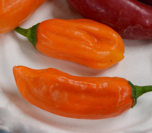 Jalapeno Pepper, Orange Seeds