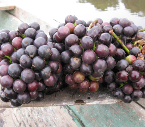 Pourouma cecropiifolia - Amazon Tree Grape Seeds