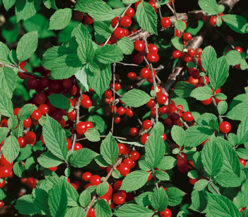 Prunus tomentosa - Nanking Cherry