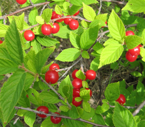 Prunus tomentosa - Nanking Cherry Seeds