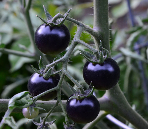 Fahrenheit Blues Tomato Seeds