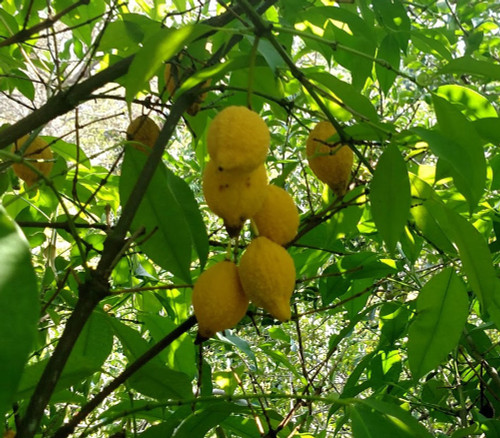 Garcinia madruno - Charichuelo