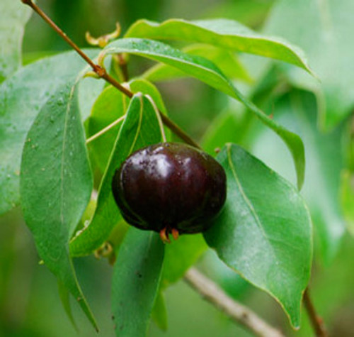 Eugenia uniflora - Black Surinam Cherry Seeds Eugenia uniflora - Black Surinam Cherry Seeds