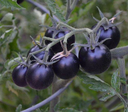 Dancing With Smurfs Tomato Seeds