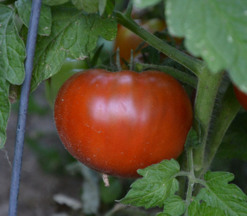 Tasmanian Chocolate Tomato Seeds Tasmanian Chocolate Tomato Seeds
