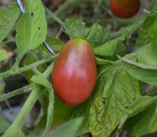 Purple Pear Tomato