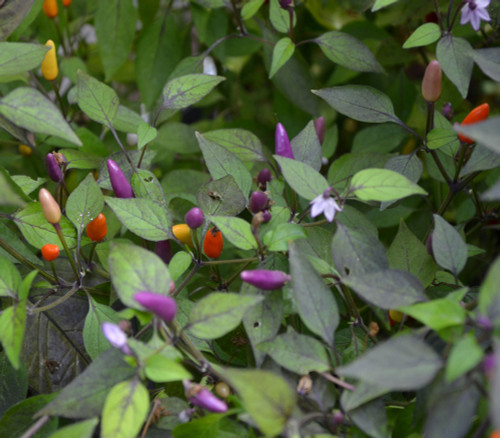 Vietnamese Multi-Color Pepper