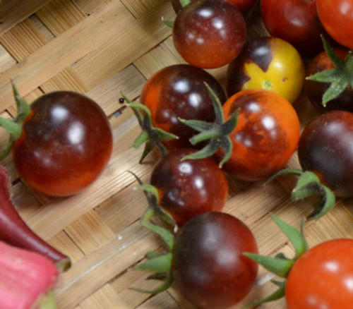 Indigo Blue Berries Tomato Seeds Indigo Blue Berries Tomato Seeds