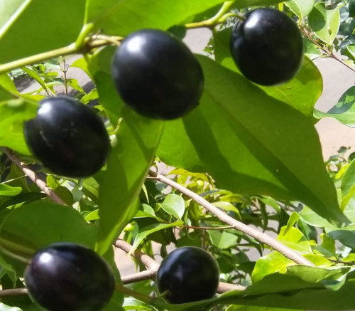 Eugenia candolleana - Rainforest Plum Seeds