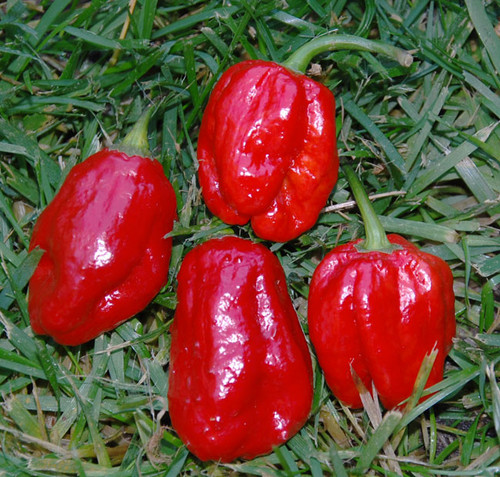 Aji Dulce #2 Pepper Seeds