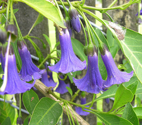 Iochroma australe - Mini Angel's Trumpet, Lavender Seeds