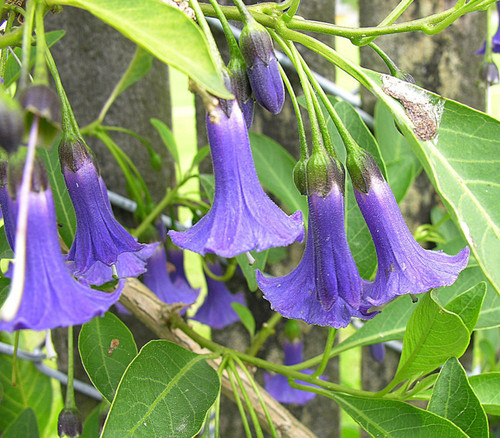 Iochroma australe - Mini Angel's Trumpet, Lavender Seeds