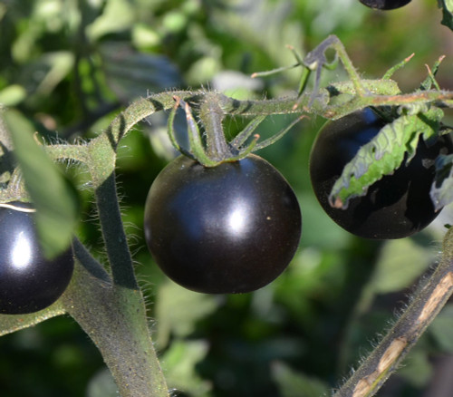 Cascade Village Blue Tomato Seeds