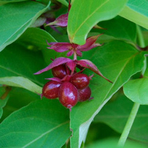 Leycesteria formosa - Himalayan Honeysuckle, Yellow Leaf Seeds