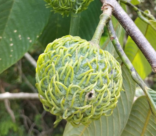 Annona spraguei - Panama Cherimoya