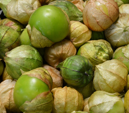 Physalis ixocarpa - Rio Verde Grande Tomatillo Seeds Physalis ixocarpa - Rio Verde Grande Tomatillo Seeds