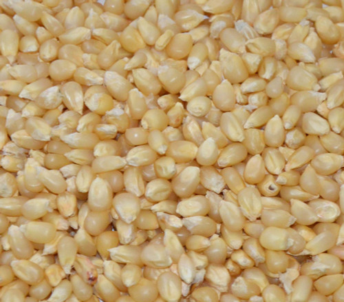 Pennsylvania Butter Flavored Popcorn Seeds Pennsylvania Butter Flavored Popcorn Seeds