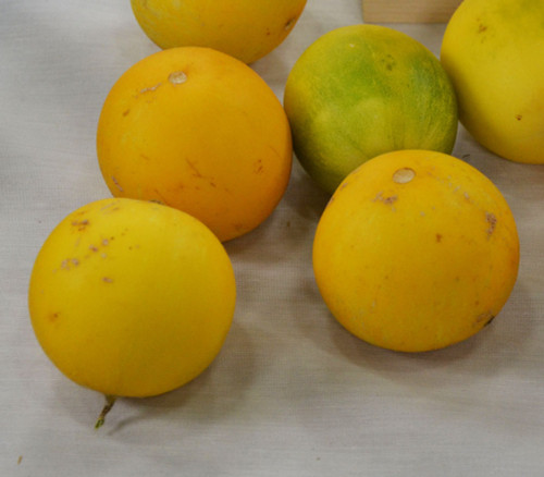 Mango Melon Seeds Mango Melon Seeds