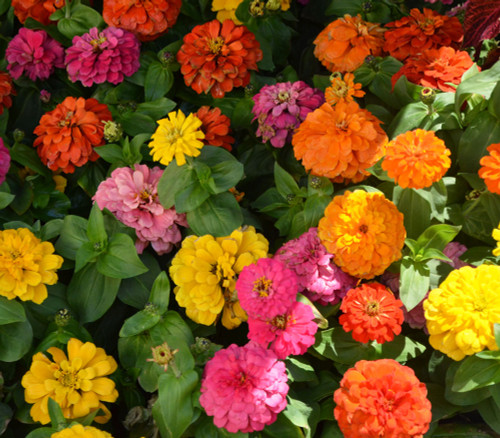 Zinnia elegans - California Giant Zinnia Mix Seeds