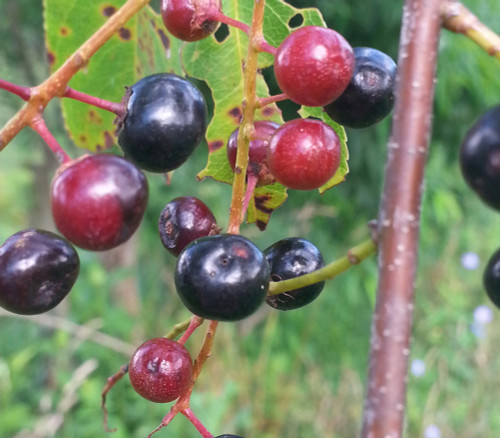 Prunus serotina - Black Cherry Seeds
