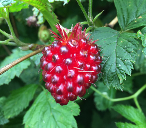 Rubus spectabilis - Salmonberry Seeds