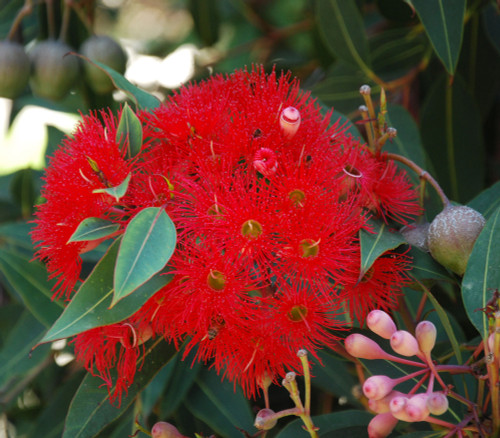 Corymbia ficifolia - Red Flowering Gum