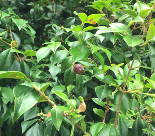 Myrcianthes pungens - Guabiju Seeds