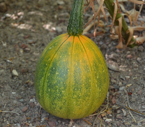 Tatume Squash Seeds