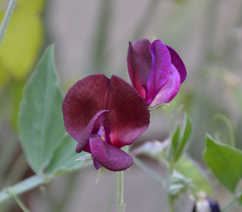 Lathyrus odoratus - Sweet Pea, Royal Maroon Seeds