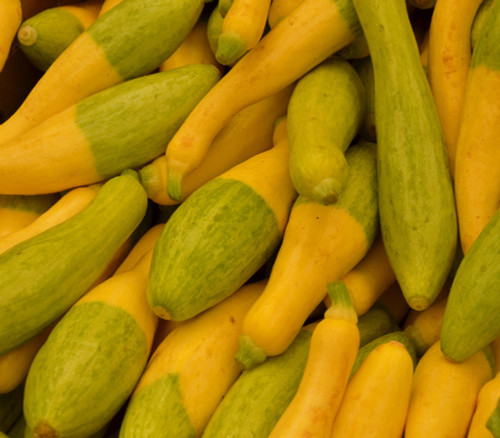 Zephyr Squash Seeds
