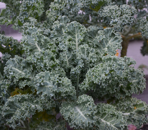 Vates Blue Scotch Curled Kale Seeds