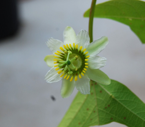 Passiflora biflora - Two Flowered Passion Flower Seeds Passiflora biflora - Two Flowered Passion Flower Seeds