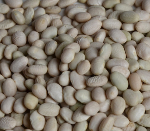 Tepary Bean, White Sonoran