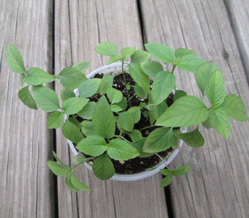 Ocimum basilicum - Basil, Anise Seeds