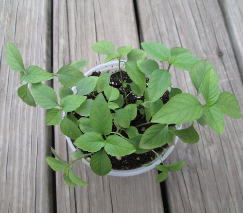 Ocimum basilicum - Basil, Anise Seeds