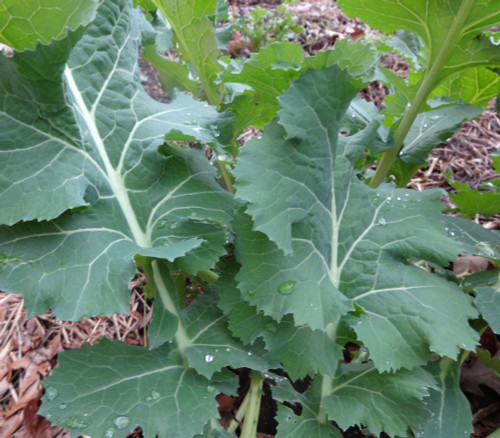 White Russian Kale Seeds White Russian Kale Seeds