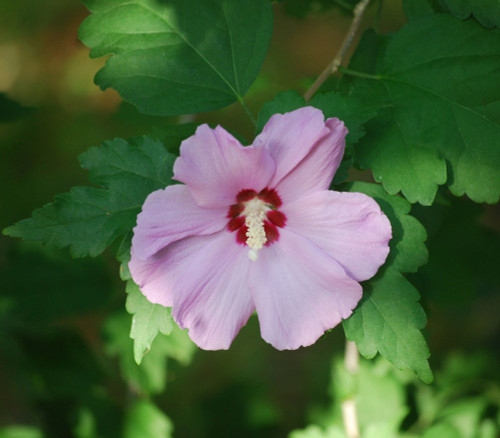 Hibiscus syriacus - Rose of Sharon Seeds