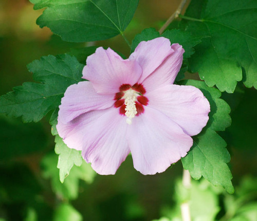 Hibiscus syriacus - Rose of Sharon Seeds