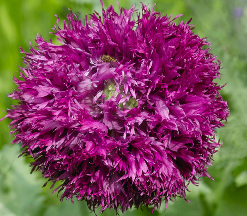Papaver sp. - Black Swan Poppy Seeds