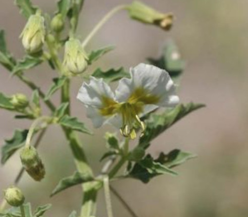 Physalis acutifolia - Wright's Ground Cherry Seeds